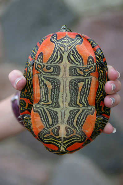 Western Painted Turtle
