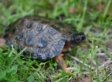 Wood Turtle