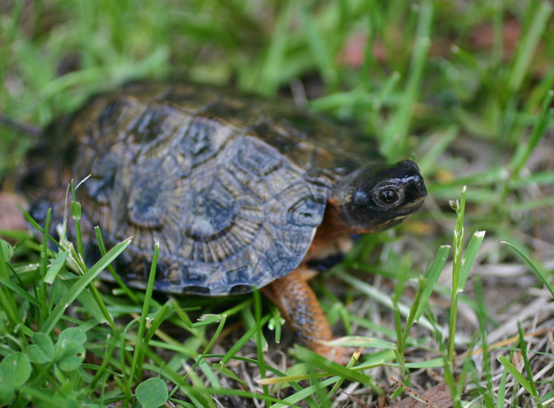 Wood Turtle