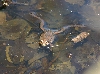 Wood Frog