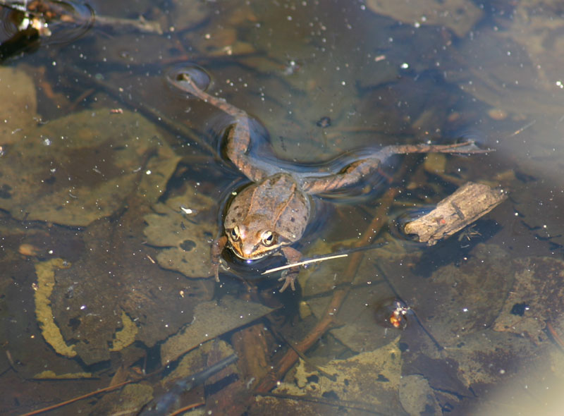 Wood Frog