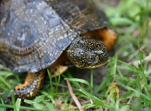 WoodxBlanding's Turtle