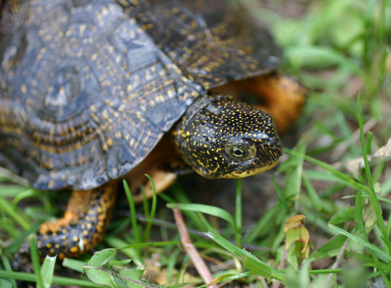 WoodxBlanding's Turtle