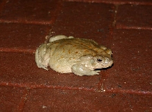 Sonoran Desert Toad