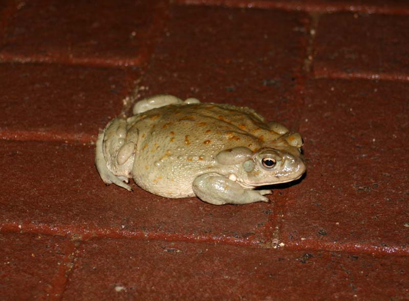 Sonoran Desert Toad