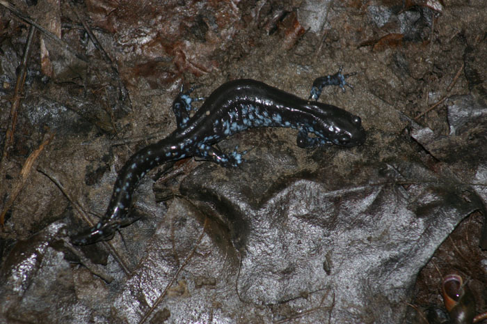 Blue-spotted Salamander