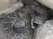 Western Diamondback