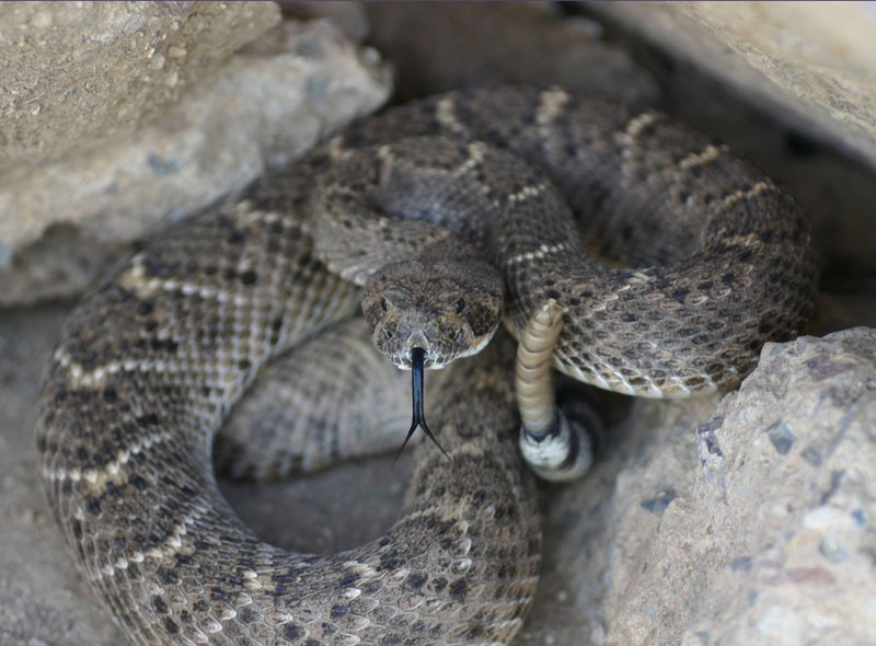 Western Diamondback