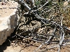 Western Diamondback