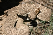 Western Diamondback