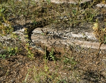 Western Fox Snake