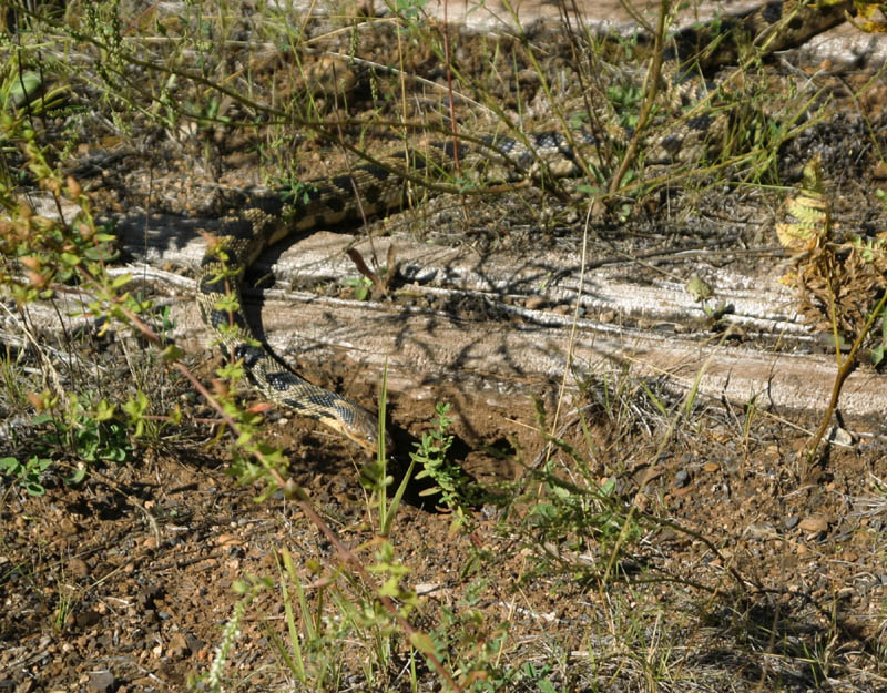 Western Fox Snake