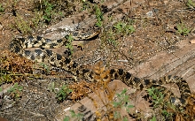 Western Fox Snake