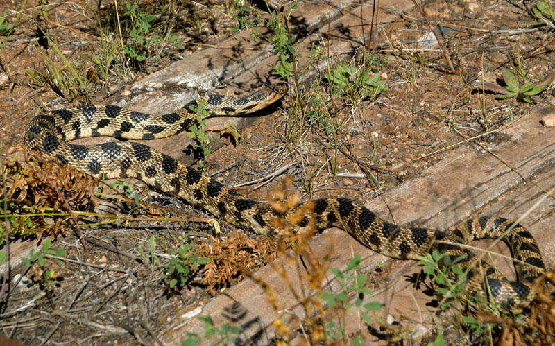 Western Fox Snake