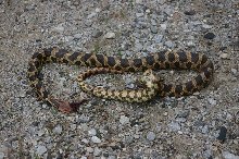 Eastern Fox Snake
