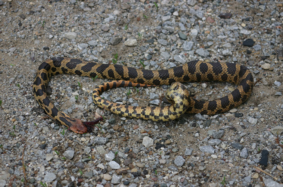 Eastern Fox Snake