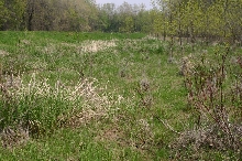 Grassland Habitat