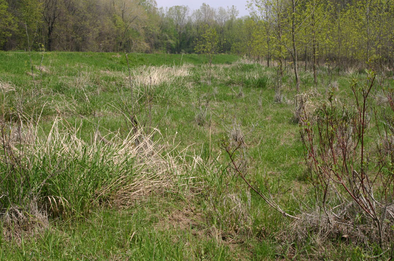 Grassland Habitat