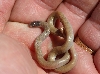 Mexican Black-headed Snake