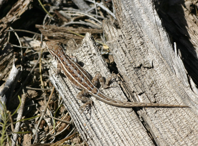 Prairie Lizard