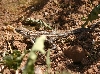 Prairie Lizard