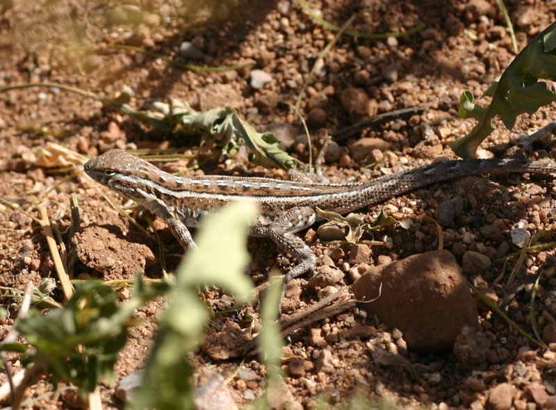 Prairie Lizard