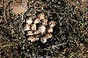 Quail Eggs