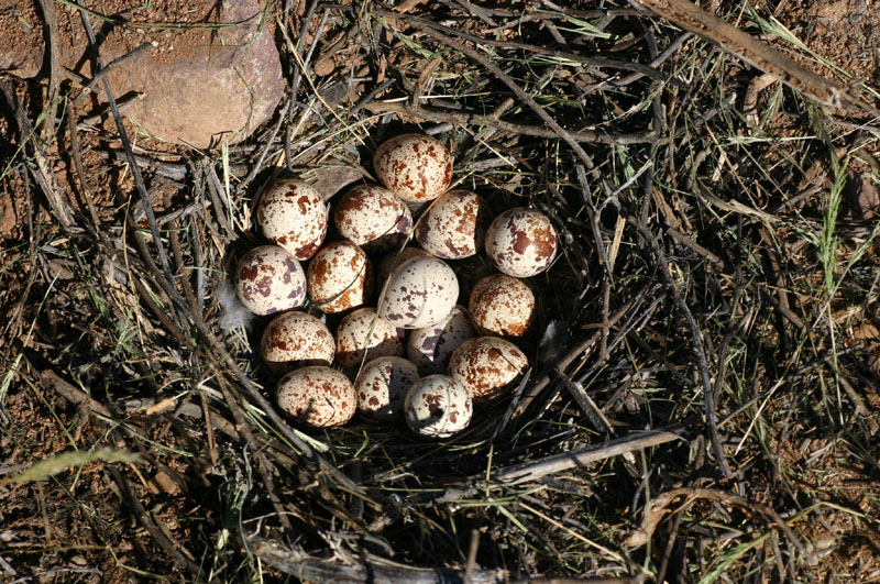 Quail Eggs