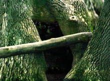 Raccoons