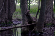 Raccoon