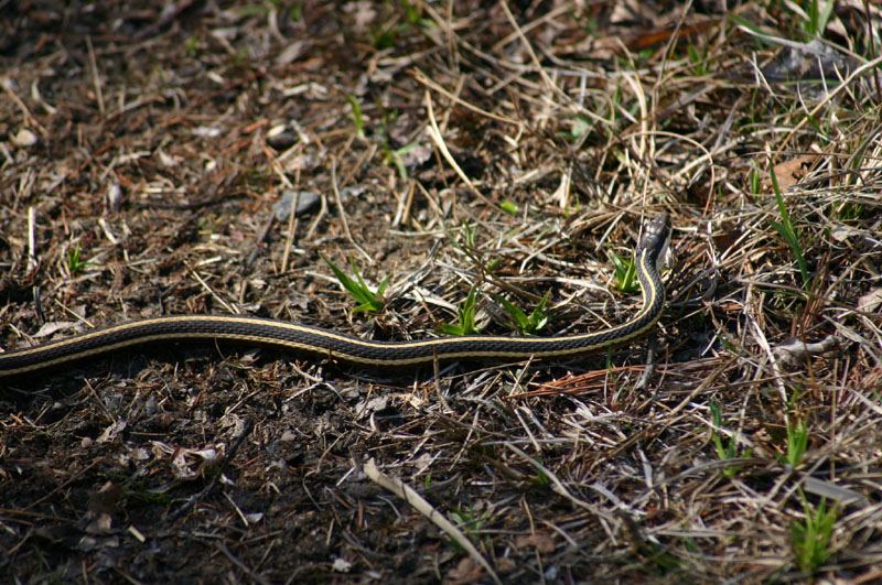 Northern Ribbon Snake