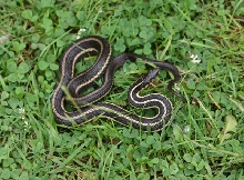 Butler's Garter Snake