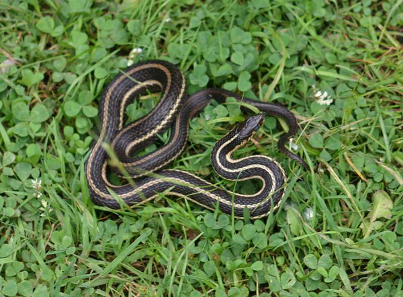 Butler's Garter Snake