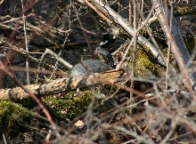 Blanding's Turtle