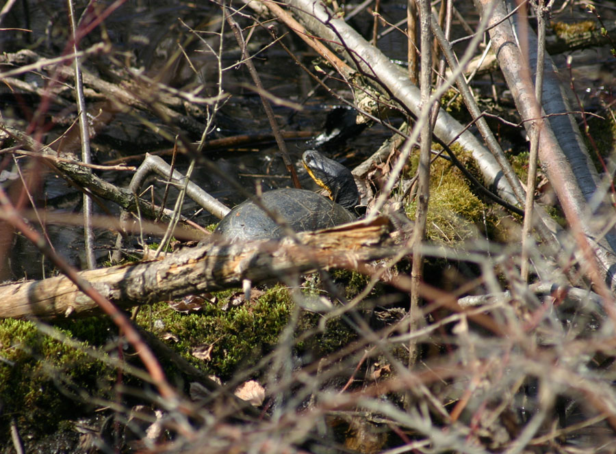 Blanding's Turtle