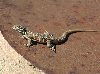 Side-blotched Lizard