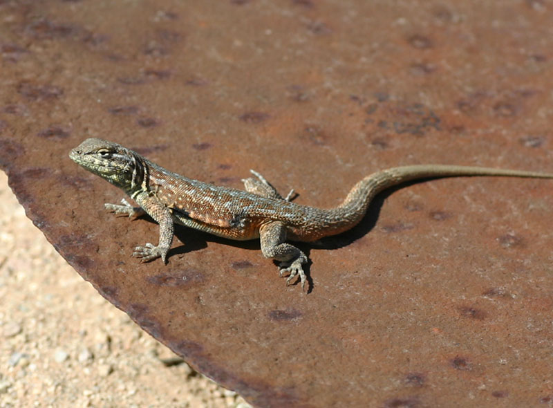 Side-blotched Lizard