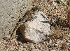 Side-blotched Lizard