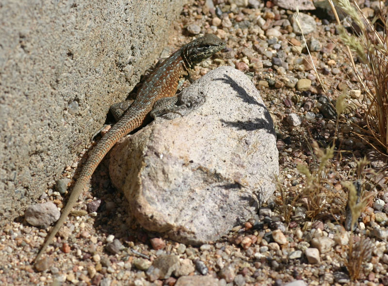 Side-blotched Lizard