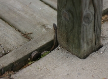 Eastern Garter Snake