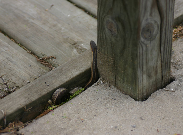 Eastern Garter Snake
