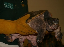 Snapping Turtle