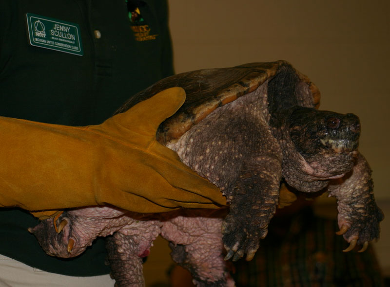 Snapping Turtle