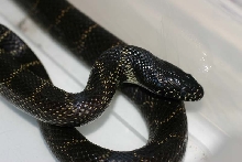 Desert Kingsnake