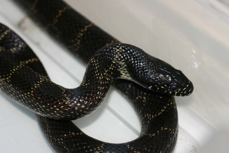 Desert Kingsnake