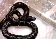 Desert King Snake