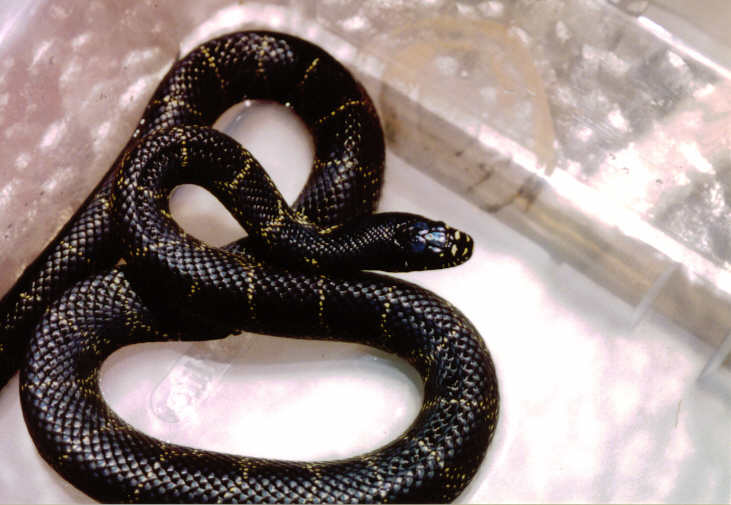 Desert King Snake