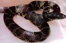 Desert Kingsnake Intergrade