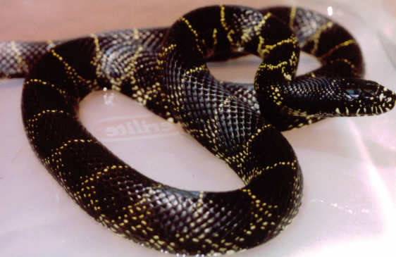 Desert Kingsnake Intergrade