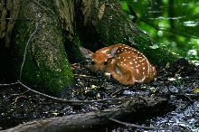 Whitetail Fawn